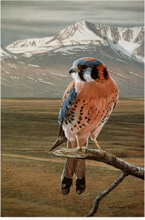 American Kestrel by Ron Parker, 30x47-Inch