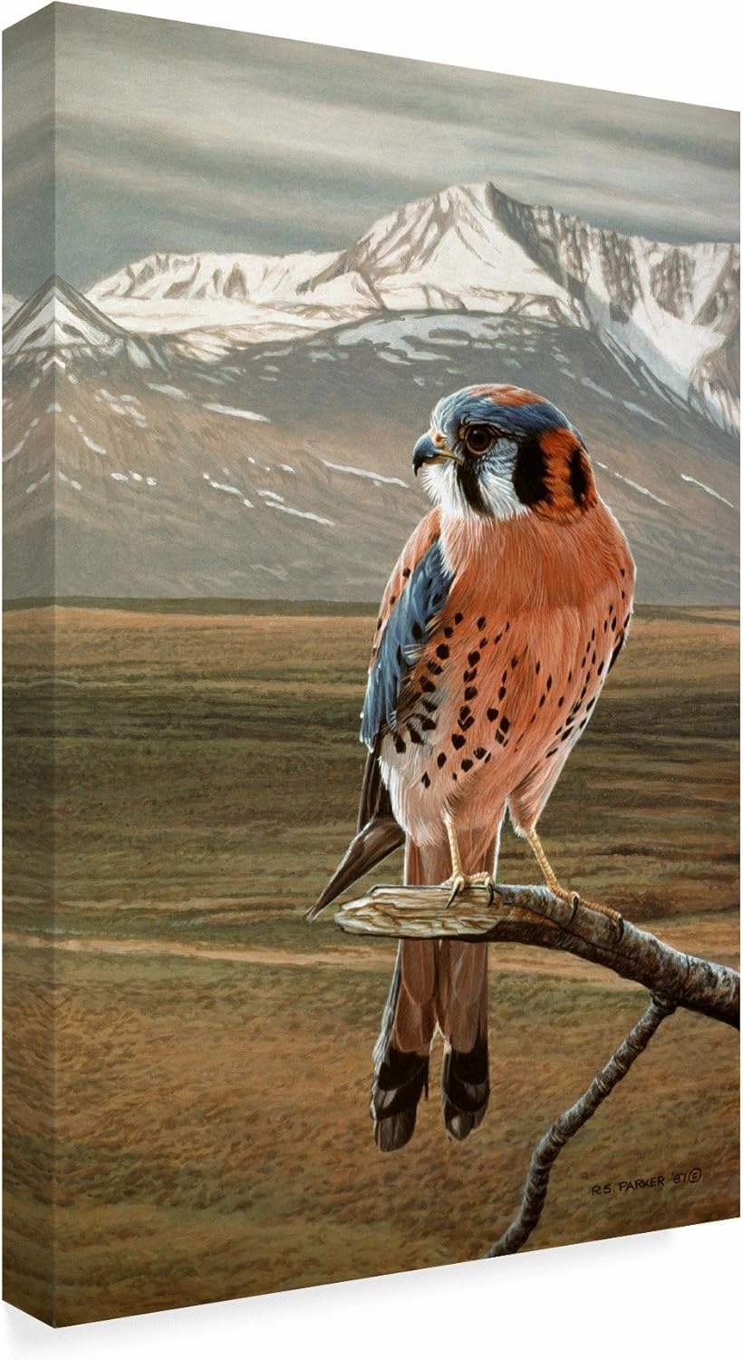 American Kestrel by Ron Parker, 30x47-Inch