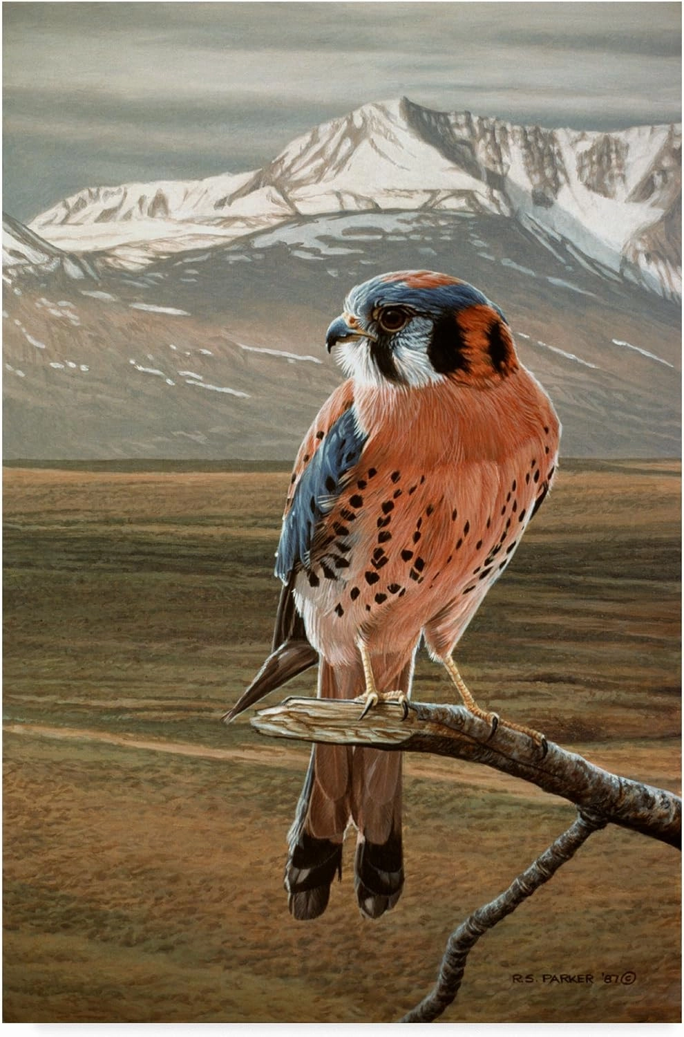 American Kestrel by Ron Parker, 30x47-Inch