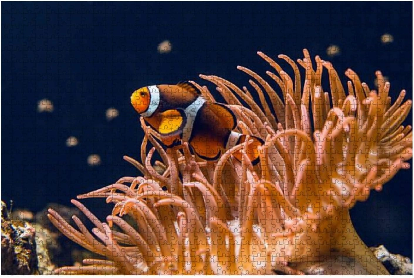 Jigsaw Puzzles 1000 Pieces for Adults Kids - Clown fish swimming Large Puzzles Pieces Fit Together Educational Intellectual Fun Game