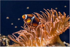 Jigsaw Puzzles 1000 Pieces for Adults Kids - Clown fish swimming Large Puzzles Pieces Fit Together Educational Intellectual Fun Game