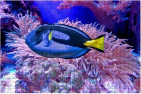 Jigsaw Puzzles 500 Pieces for Adults Kids - Blue fish with yellow tail Blue tang Regal tang Palette surgeonfish Large Puzzles Pieces Fit Together Educational Intellectual Fun Game