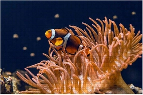 Jigsaw Puzzles 500 Pieces for Adults Kids - Clown fish swimming Large Puzzles Pieces Fit Together Educational Intellectual Fun Game