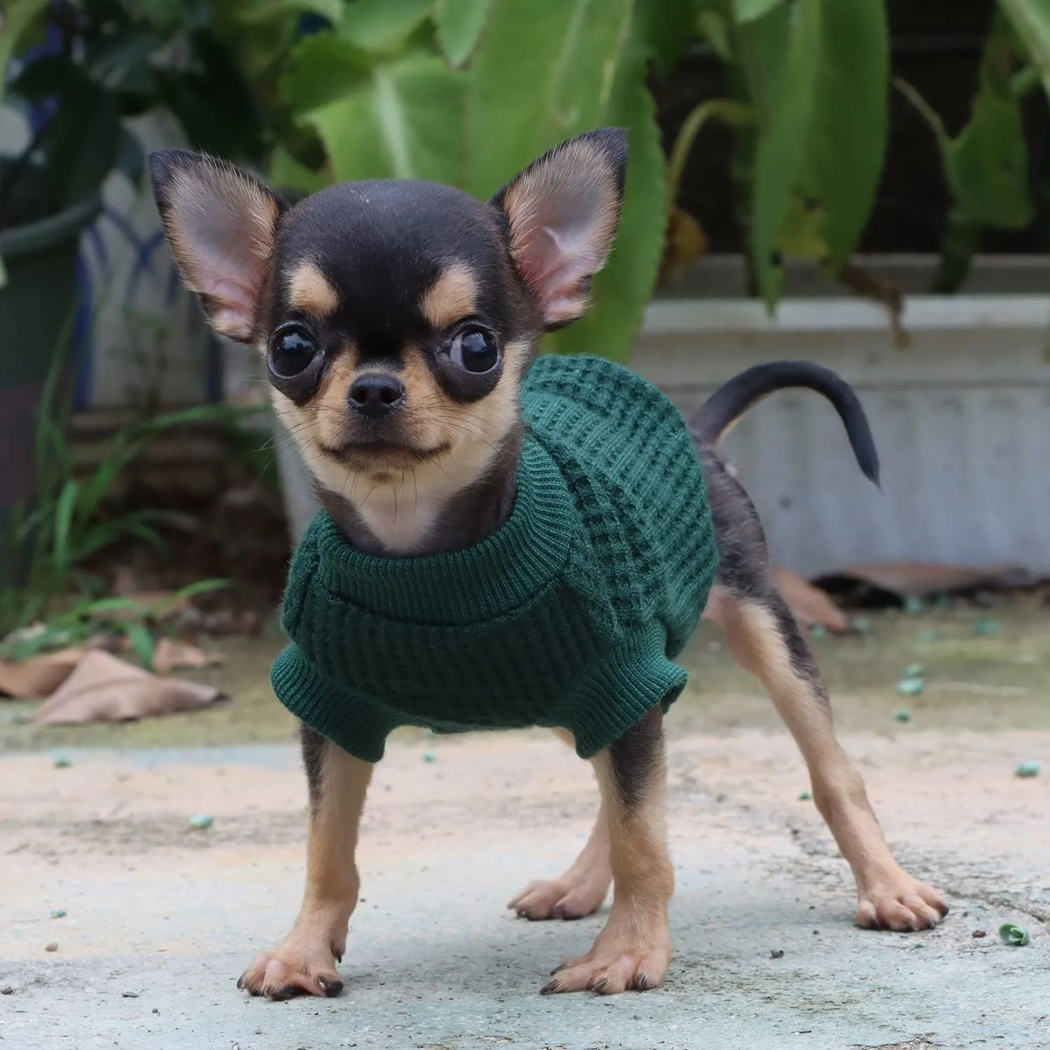 LOPHIPETS Lightweight Dog Sweaters for Puppy Small Dogs Puppy Chihuahua Yorkie Clothes-Atrovirens/XXS