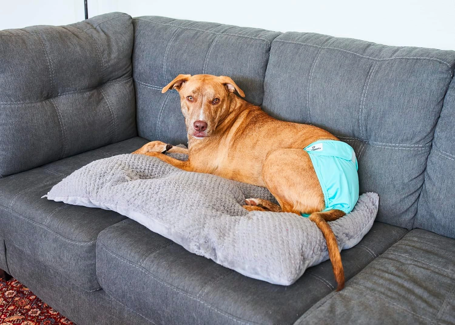 Pet Parents® Washable Dog Diapers (3pack)   Extendrs® of Durable Doggie Diapers, Premium Dog Diapers Female (X-Large, Southern Belle)