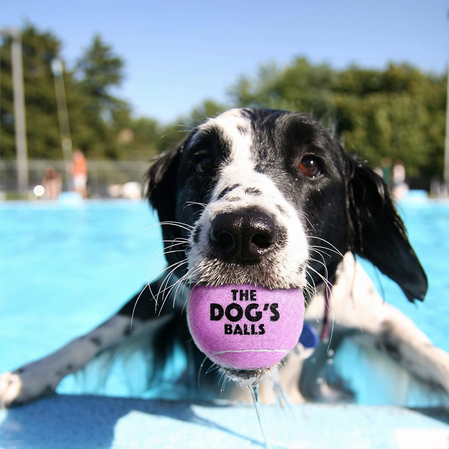 The Dog's Balls 12-Pack Lilac Dog Tennis Balls, 2.5 Inch Diameter Dog Toy, Non-Toxic, Safe for Dogs & Puppies, Medium Size, Unisex, Outdoor Use, Sport, Animal Theme, Portable, Lightweight