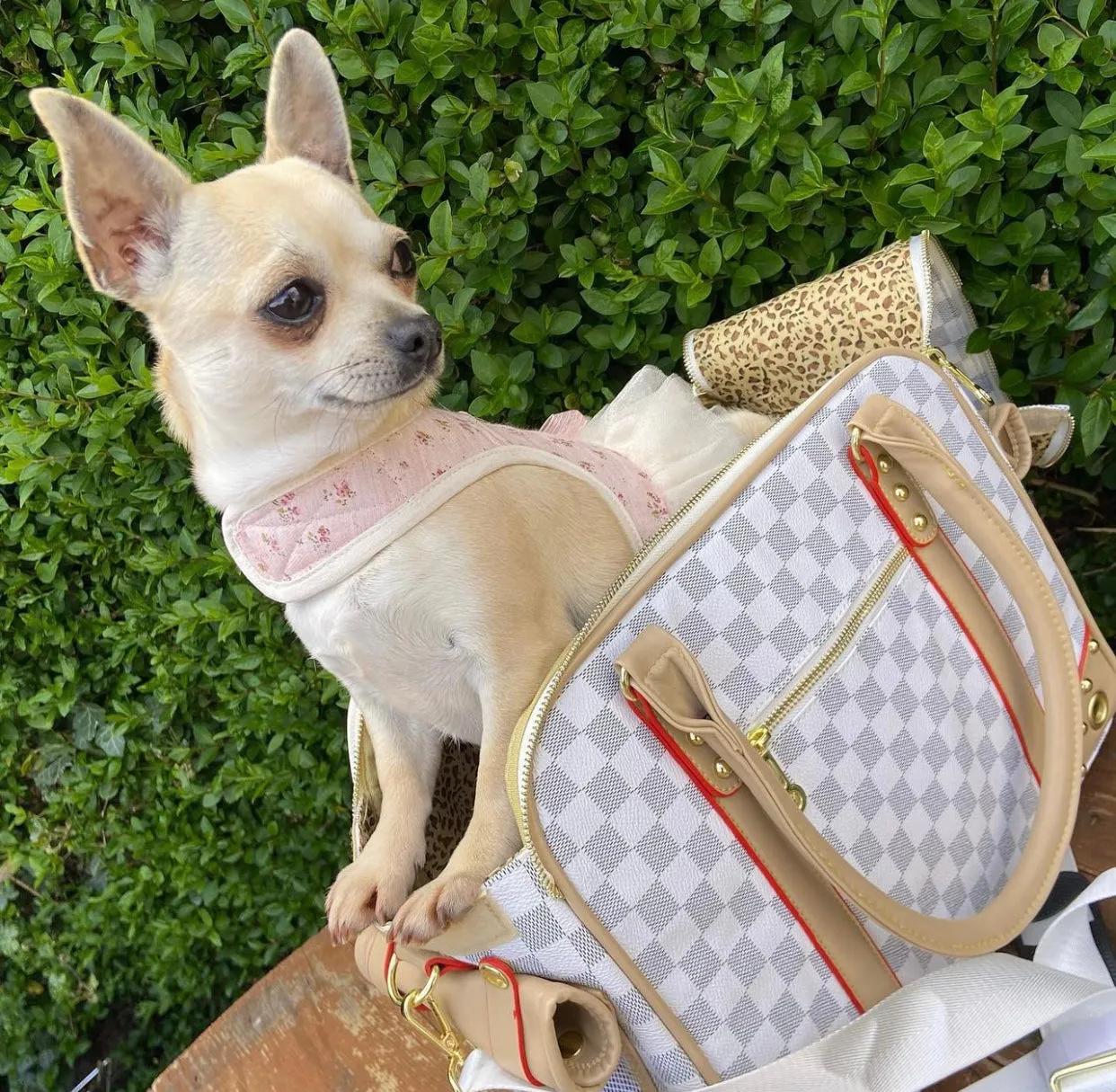 Tinker bell Carrier